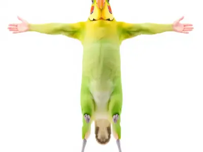 Tropical Parrot Hybrid model pack Low-poly 3D model