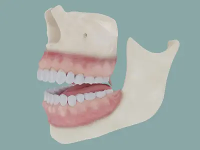  Teeth Gums and Bones 