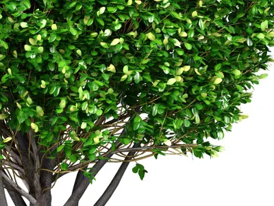 Evergreen garden tree  shrub bush Boxwood 3D model
