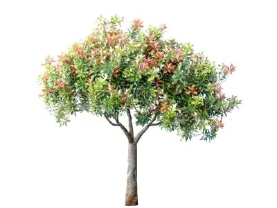 Decorative Evergreen Beautiful Garden Outdoor Tree Shrub 3D model