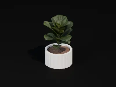 Free Realistic 3D Model Fiddle Leaf Fig Table Plant Free 3D model