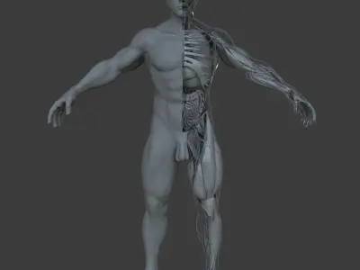 Ultimate Male Anatomy Project 3D model