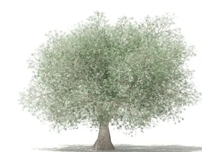 Olive Tree 3D model