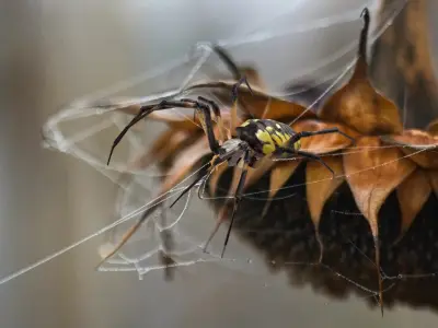  Argiope Aurantia or Yellow Garden Spider Rigged for Maya 