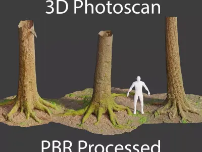 PBR Oak Tree Big Forest Scan Trunk Pack Low-poly 3D model