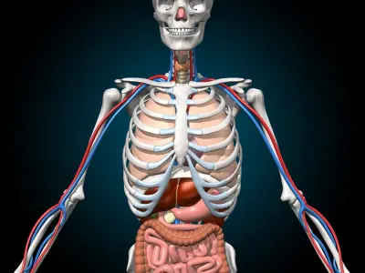  Skeleton and Anatomy 