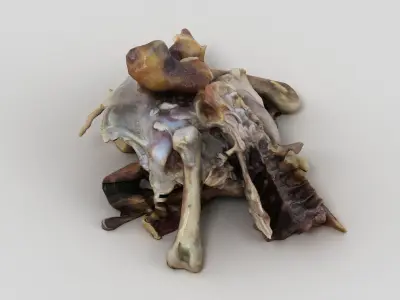 Chicken Bones Carcass 3D model