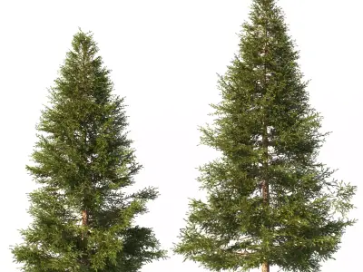 Picea Trees 2 in 1 3D model