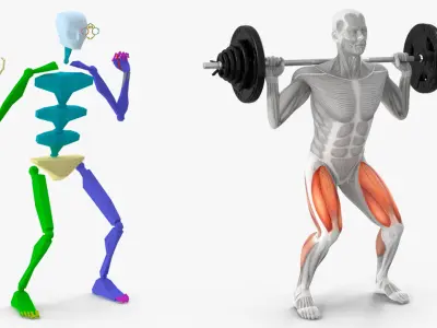  Anatomy Male Muscular System Squats Animated Rigged 