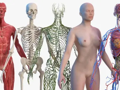  Complete Male and Female Body Anatomy Collection 