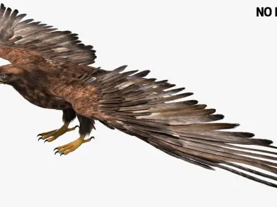  Golden Eagle Fur Animated Rigged 
