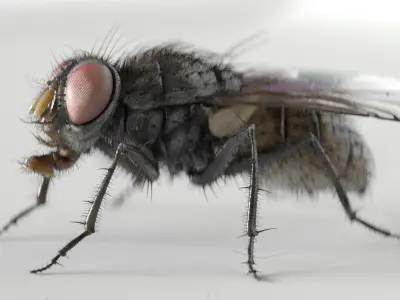  housefly 