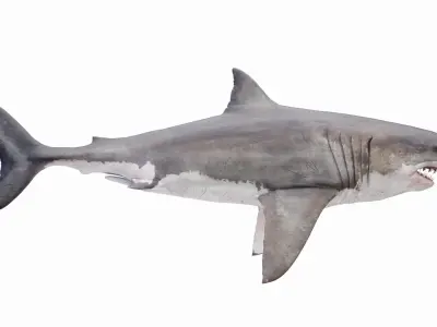  Great White Shark Anatomy Static 