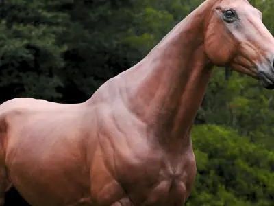  Horse Textured VFX MUSCLE SIMULATION 
