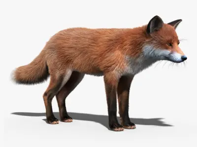  Red Fox(FUR)(RIGGED) 