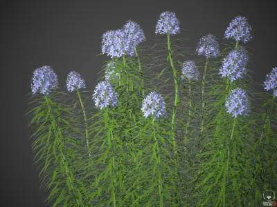 XfrogPlants Narrowleaf Bluestar - Amsonia Hubrichtii  3D model