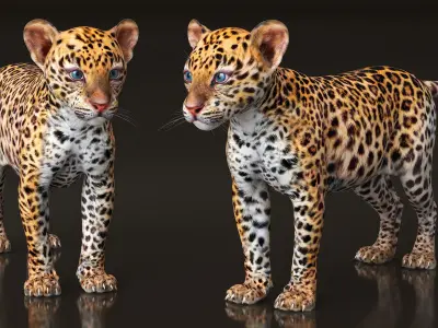  Leopard Cub Playing Animated Rigged 