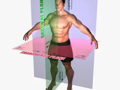 Male and Female Planes of Motion 3D model