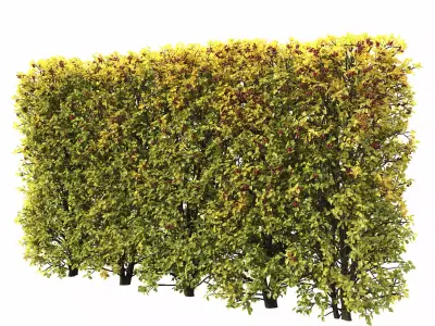 Crataegus hedge 04 autumn 3D model