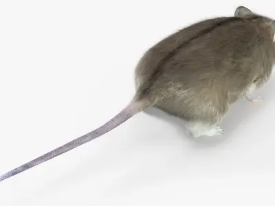  Small Gray Mouse Fur 