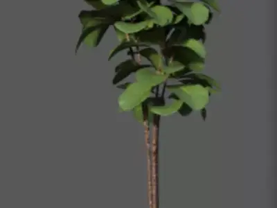 Floor Plant 03 Free low-poly 3D model