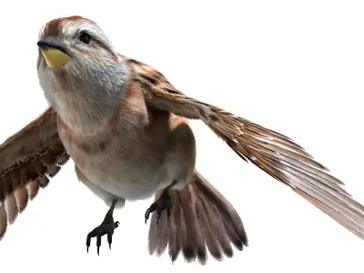  American Sparrow Fur Animated Rigged 