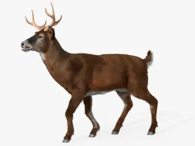  Virginia Deer Fur Rigged For Blender 