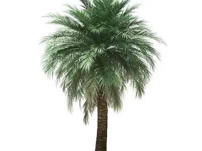 Butia Palm Tree 3D Model 5m 3D model