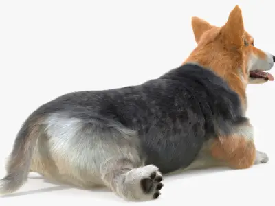  Tricolor Welsh Corgi Pembroke Fur for Maya Rigged 