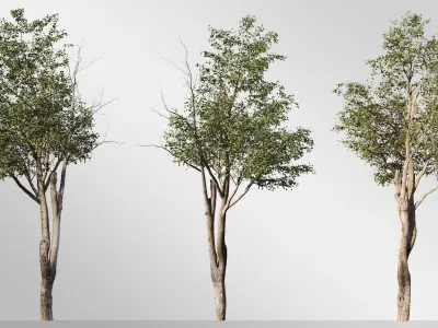 Silver Birch Set-Vol 01 3D model