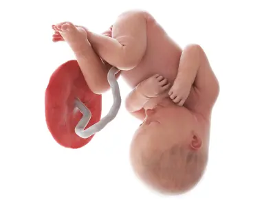  Fetus Week 37 Animated 