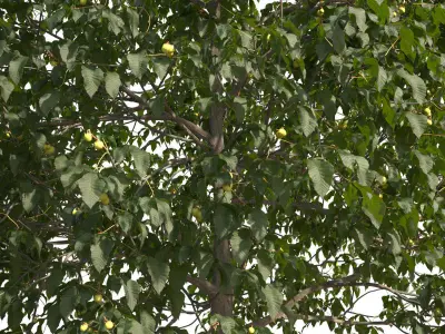 Aesculus x carnea 201SU 3D model