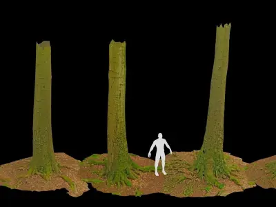 PBR Beech Tree Dead Trunk Collection Realistic Scan Low-poly 3D model