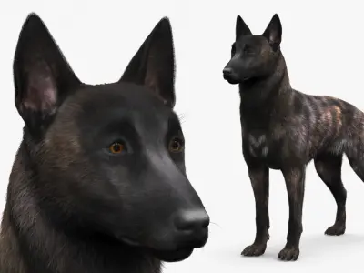  Dog Dutch Shepherd Fur 