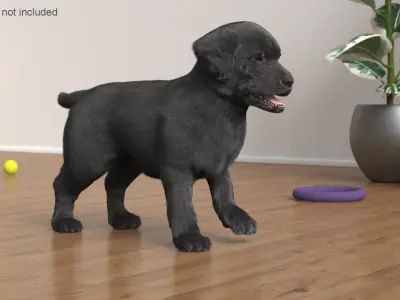  Labrador Puppy Leisurely Walk Fur Animated Rigged 