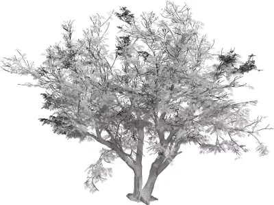 Realistic Multi Stem Tree Model Low-poly 3D model