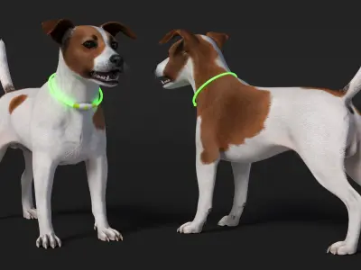  Jack Russell Terrier Wearing LED Collar Fur 
