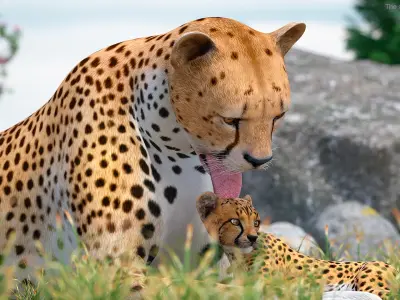  Cheetah Mother and Cub Lying Down 