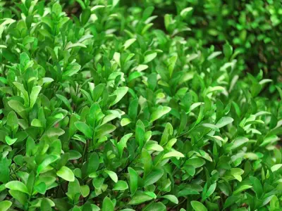 Boxwood round shaped 27 - 34cm 3D model