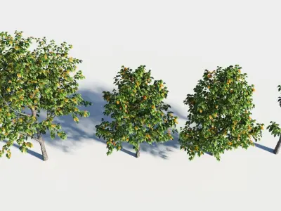 Celtis occidentalis tree-3 3D model