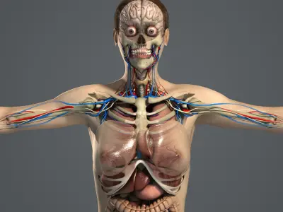  Male and Female Anatomy Essentials Pack (Textured) 