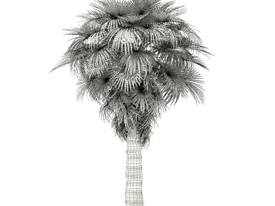 California Palm Tree 3D Model 7m 3D model