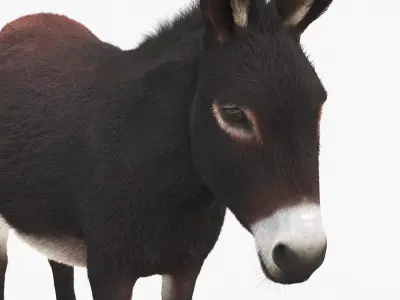  Farm Animals Big Rigged Collection 4 