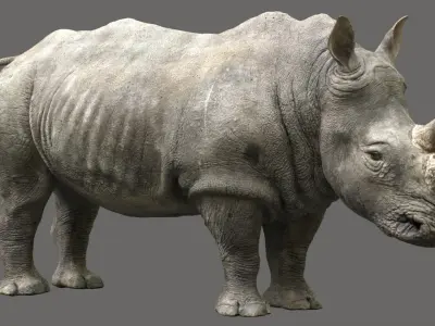 Rhino Rigged 3D 3D model