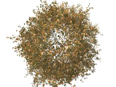 Betula pendula 201AU 3D model