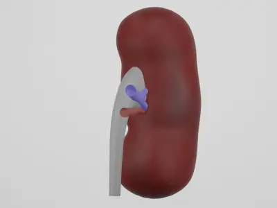 kidney 3D model