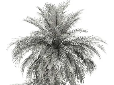 Butia Palm Tree 3D Model 3m 3D model