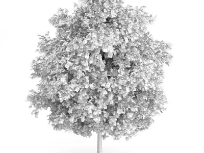 Large-leaved Lime Tree Tilia platyphyllos 3D model
