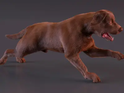  Running Brown Retriever Dog Fur Animated Rigged for Maya 