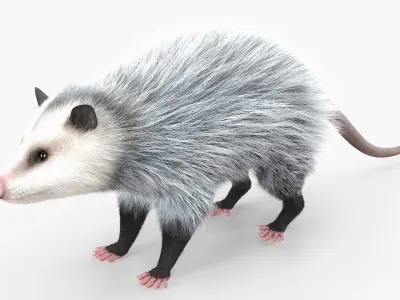  Opossum Walk and Dead Fur Animated Rigged for Maya 